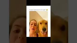 Dogs with 2 braincells part 187 #funny #lovegoldens #funnypets #pets #cutegolden #petvideos #animals