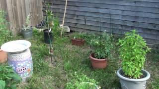Organic Gardening Techniques Rosedale Austin