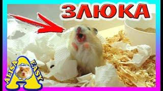 ХОМЯЧОК СЛОМАЛСЯ / НОВЫЙ ПИТОМЕЦ ЗЛЮКА? / ЗОЛОТЫЕ ХОМКИ, СВИНКА КОТ / Alisa Easy Pets