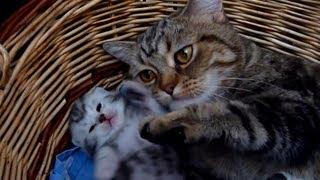 How to raise happy children - 10 tips from  Mom  Cat Coco