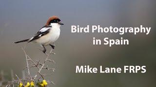 Photographing birds in Spain