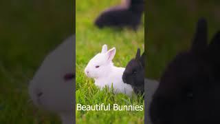 Beautiful Little Bunny In The Meadow #shorts