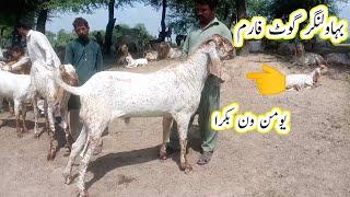 visit bahawalnagar goat farm | yuman one bakra| goat farming tips | gillani goat farm |