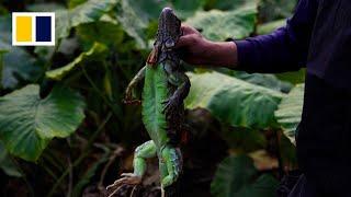 Taiwan bounty hunters kill invasive iguanas