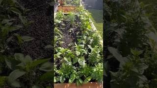 How To Plan Out Your Kitchen Garden #kitchengarden #gardenplanning
