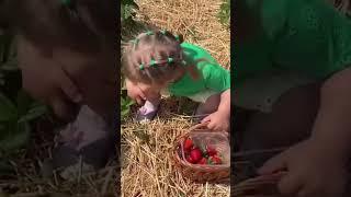 Strawberry.Hill Farm PYO.England