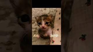 Cat bully #funny #music #slowedandreverb #remix #funny #beats #comedyvideos #new #memes #funnyshorts