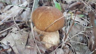 Белый гриб (Boletus aeretus) в июле растёт в тенистом лесу