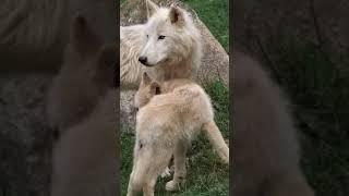 Adorable Wolf Cubs and the Enchanting White Wolf Pack! 