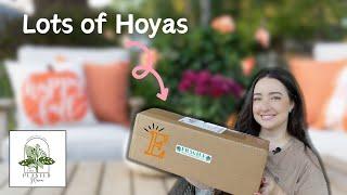 Unboxing from ThePlantedMama on Etsy! | Lots of New Hoyas 