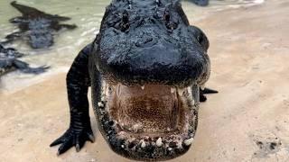 Gatorland Alligator Capital Of The World | 2024 Tour And Review