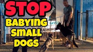 Are Humans Making Dogs Weak?