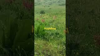 Табиати Зебои Нохияи Нуробод 