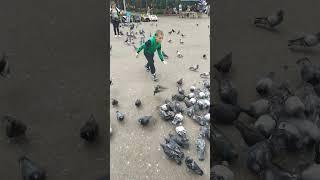 Апокалипсис птиц в Алматы