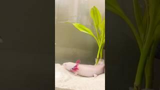 Feeding Axolotl Pinky worms. #axolotl