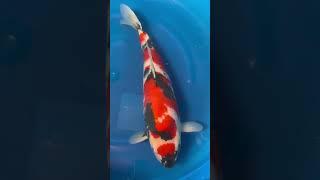 Koi is best fish  #aquascape #fishkeeping #koicare #koifish #koibreeding #koipond