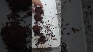 Las trufas que sobraron...