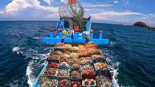 Lặn Biển Ở Độ Sâu 25 Mét - Bắt 100KG Cá Kình Sau 2 Giờ | diving for seafood in vietnam