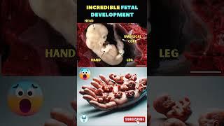 Incredible fetal development  Fetus | Baby in the womb  #shortsfeed #pregnancy #baby #fertility