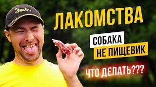 Собака не пищевик? 3 способа, как повысить пищевую мотивацию собаки.