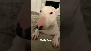 Bull terrier talks