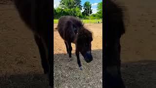 Amari being ornery to her momma! #shorts #amari #onehappyassfarm #donkeys #farmlife #animals #cute