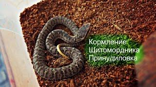 Животные ОбзорЫ Принудительное кормление Щитомордника