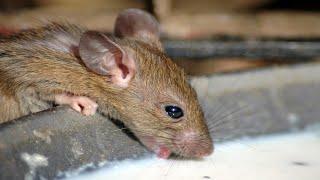 Make Rats & Mice Disappear in 1 Minute Without Poison or Traps