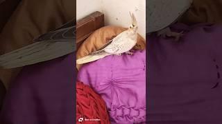 Beautiful Cockatiel Singing| #birds #parrot #pets #cute #cockatiel #viral #song#comedy #music#status