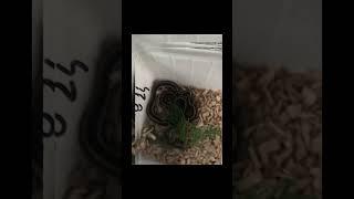 #Schlange #schlangen #shorts #schlangenunboxing #unboxing #terraristik #reptilien