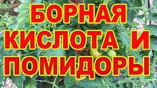 Борная кислота. Главный секрет большого урожая помидоров.