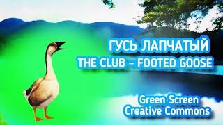 ГУСЬ GREEN SCREEN ФУТАЖ. Хромакей анимация гуся на зелёном фоне.