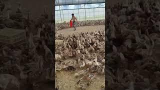 #duck #farmer #duckfarming #factory #animals #shorts
