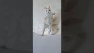 ㅋㅋㅋㅋㅋㅋ 설이야 미안해ㅠ #cat #고양이 #설이 #catseollee #aiswaydance