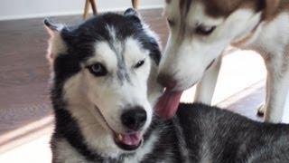 Mishka gets bit and then kissed by Laika the Husky!