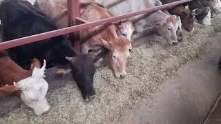 SOSYETE MERASI.. #calf #cattle #cow #melezleme #inek #simmental #animals #ytdayibenionecikarnolur