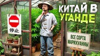 УГАНДА. Дымит вся округа. Китайская экспансия. ДЖИНДЖА. НИЛ. Как я неделю прожил в  деревне.