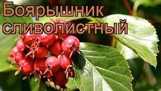 Боярышник сливолистный (crataegus)  сливолистный боярышник обзор: как сажать, саженцы боярышника