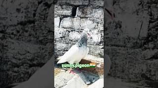 VIRAL ️ #shorts #viralvideo #trending #subscribe #viralvideo @sunny.pigeon ️