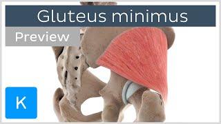 Functions of the gluteus minimus muscle (preview) - Human Anatomy | Kenhub