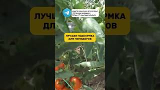 Очень хорошая подкормка, рекомендую ️#огород #подкормка #помидоры