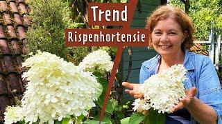 Rispenhortensien pflanzen | MDR Garten