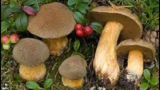 грибы в лесу - моховик бурый!масленок бурый! Suillus variegatus