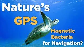 Nature's GPS: Do Sea Turtles use Magnetic Bacteria For Navigation?