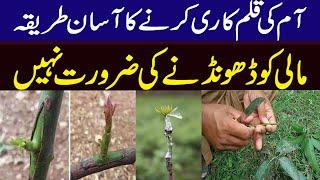 Mango Grafting | Mango Grafting Techniques | Mango Grafting Season in Pakistan ||