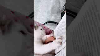Ника и её любопытство тяга к знаниям 