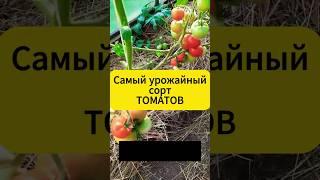 Чудовищно урожайный сорт томатов  #дача #огород #томаты #томатывтеплице