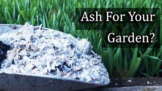 Ash For Your Garden - 4 Ways To Apply It Properly