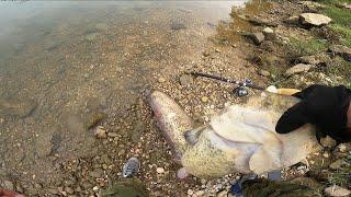 Big Wels Catfish On A Lure