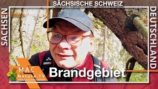 Hohnstein - Durch das Brandgebiet